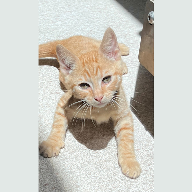 Photo of Tobasco (8920)