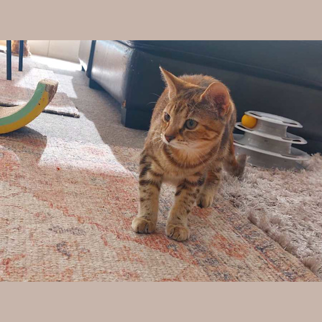 Photo of Mojito Canela