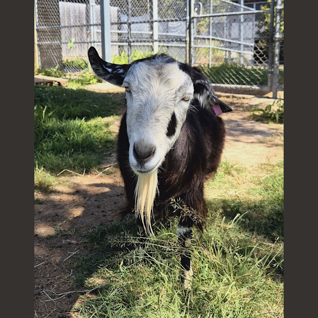 Photo of Pepsi