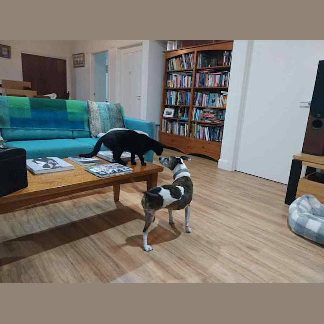 Photo of Inky* 9 Lives Project Rescue*