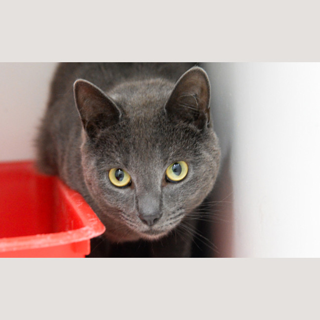 Photo of Veruschka