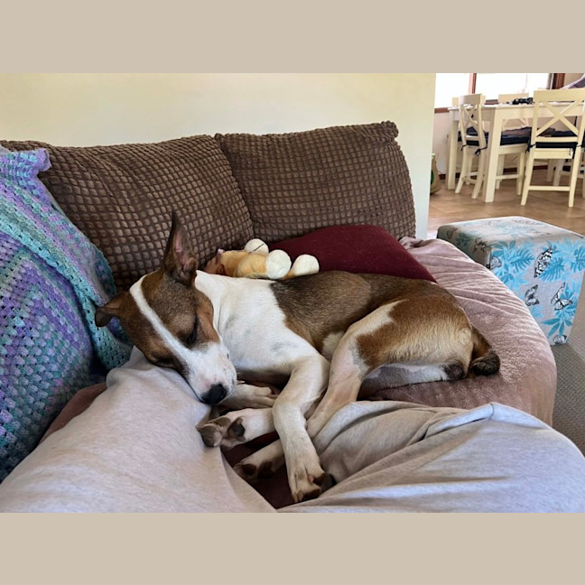 Photo of Ripley   1 Year Old Cattle Dog X