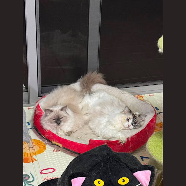 Photo of Baobao