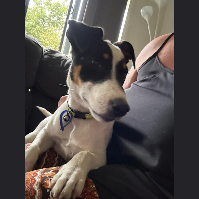 Photo of Andy   5 Month Old Jack Russell X Fox Terrier (Tri
