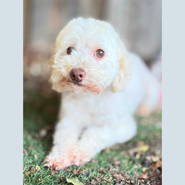Photo of Westie