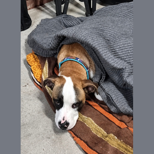 Photo of Bowie   8 Month Old Boxer X Staffy