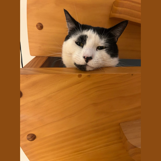 Photo of Boris