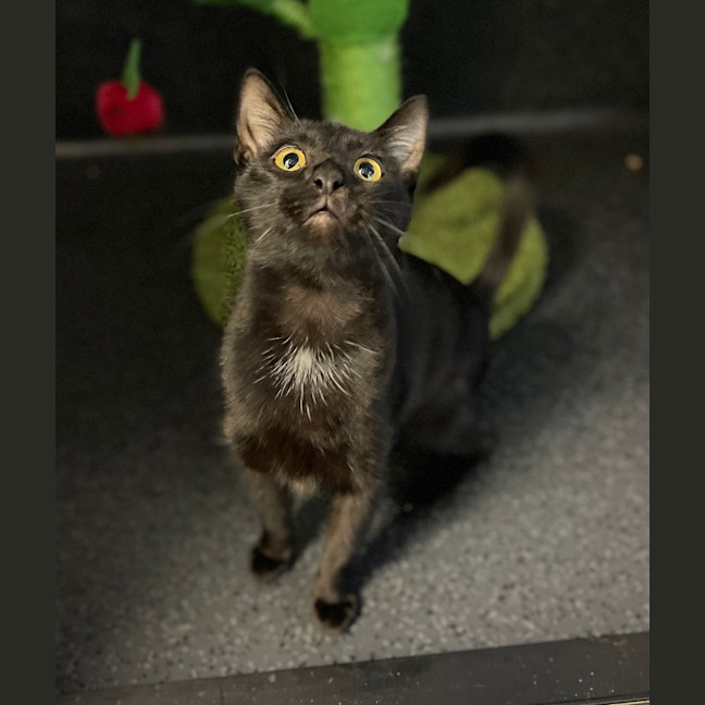 Photo of Delilah