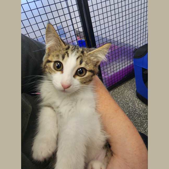 Photo of Princess Kittens