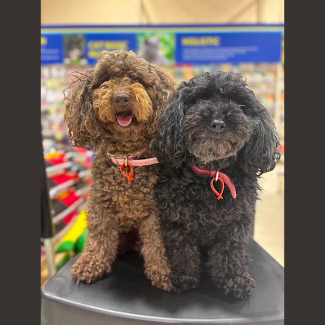 Photo of Hershey & Sugar 💗