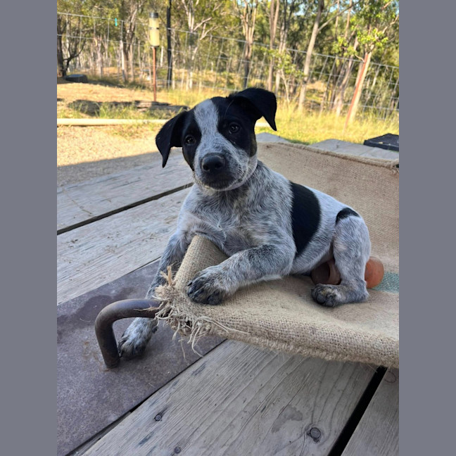 Photo of Ralphie (Now Dexter)