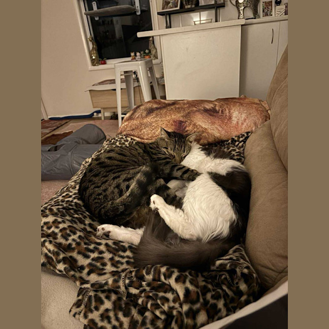 Photo of Taffy & Tiggy 