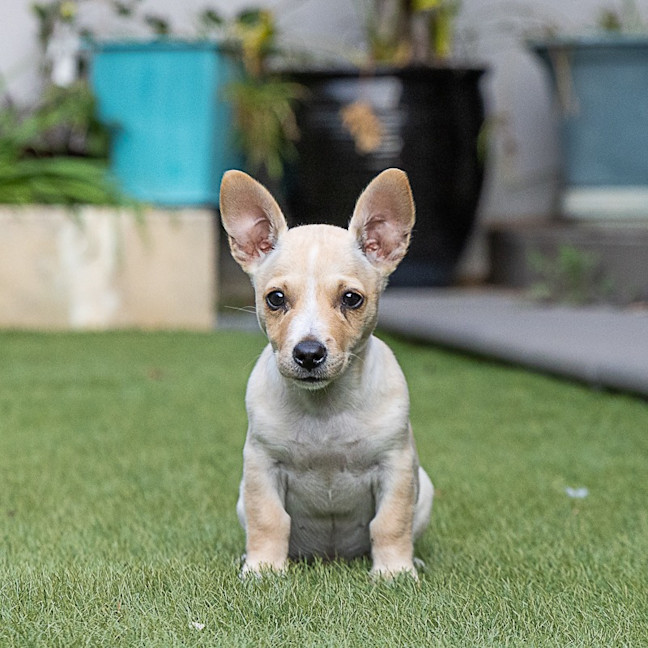 Photo of Daisy
