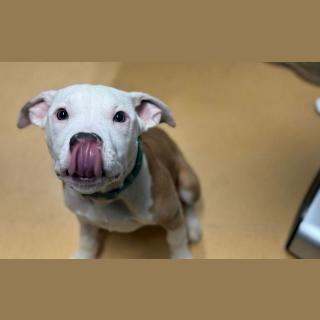 Photo of Jax