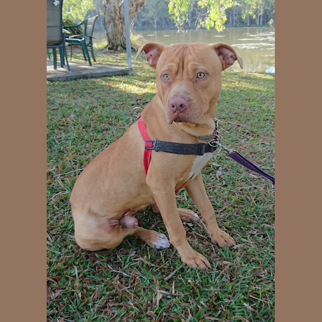 Photo of Barney