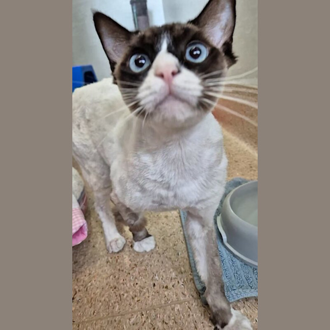 Photo of C Montgomery Burns