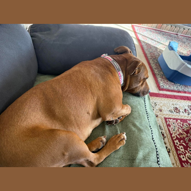 Photo of Charlie