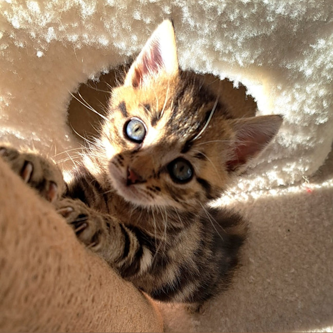 Photo of C1466 Maple