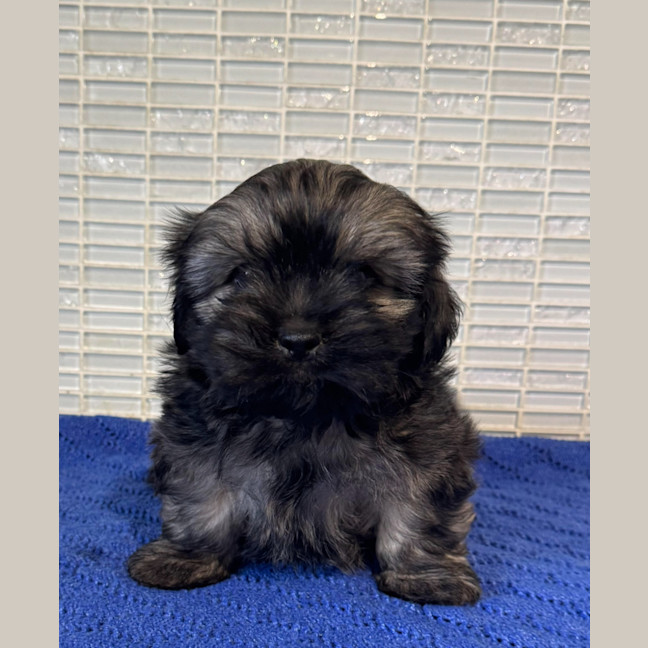 Photo of Arlo