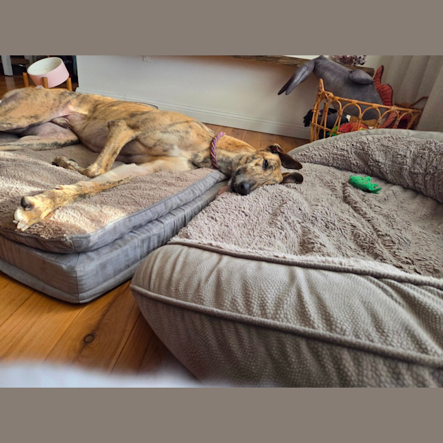 Photo of Jake, The Greyhound