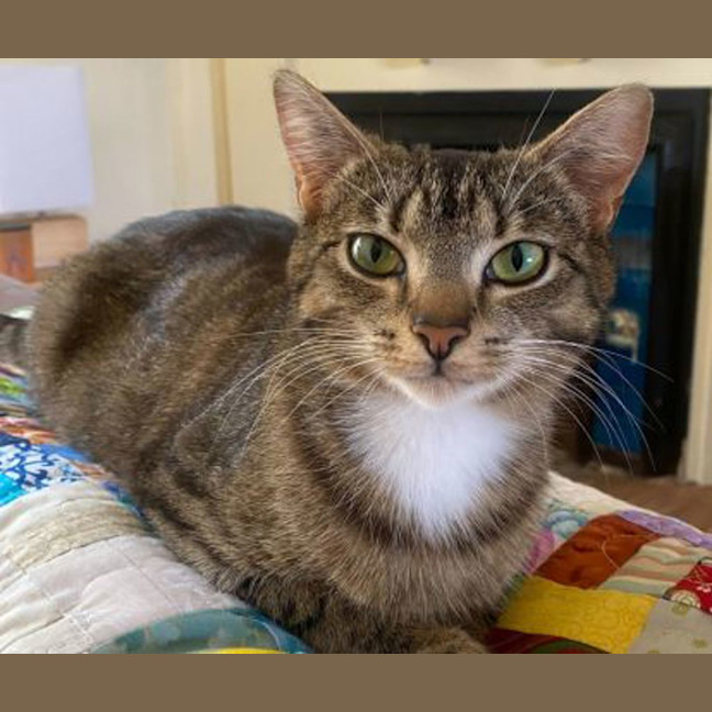 Photo of Maple