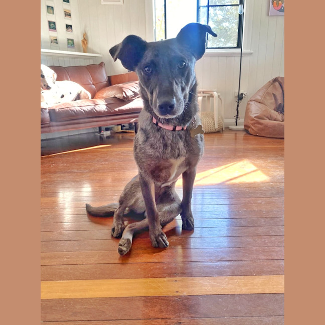 Photo of Sadie