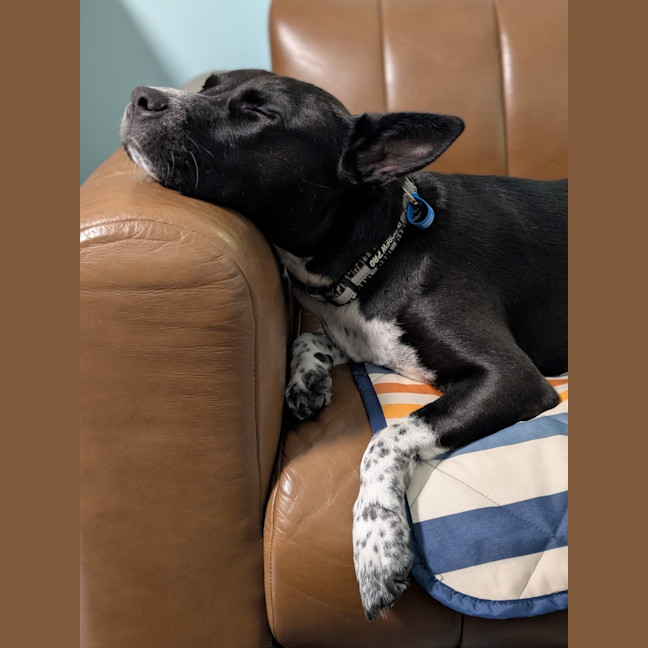 Photo of Oreo