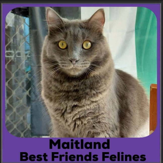 Photo of Maitland 