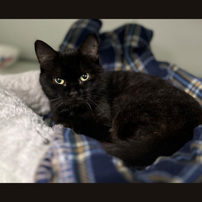 Photo of Morgana