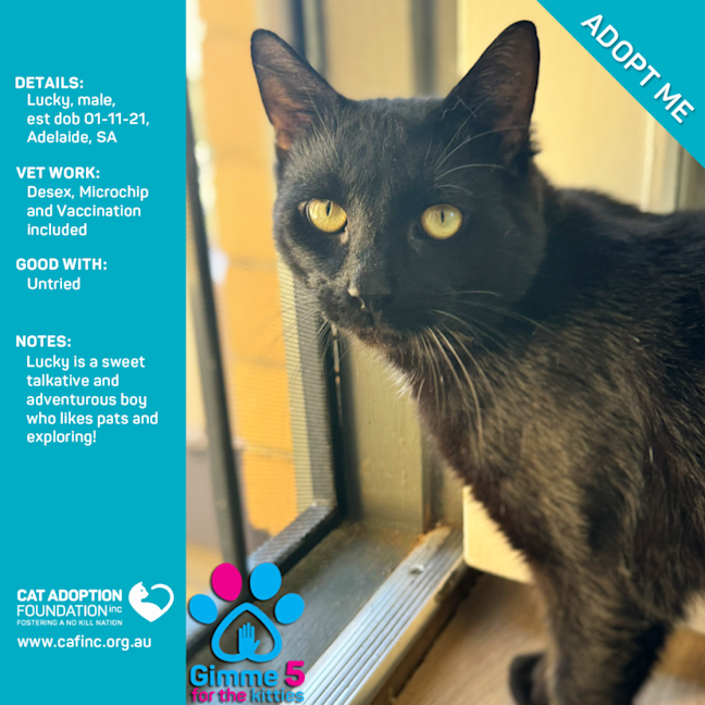 Photo of Lucky Only $39 Limited Time!