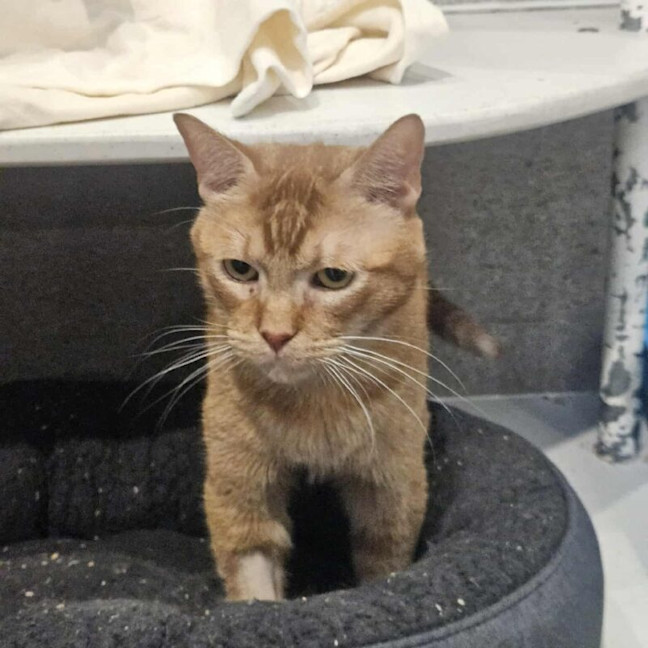 Photo of David Bowie