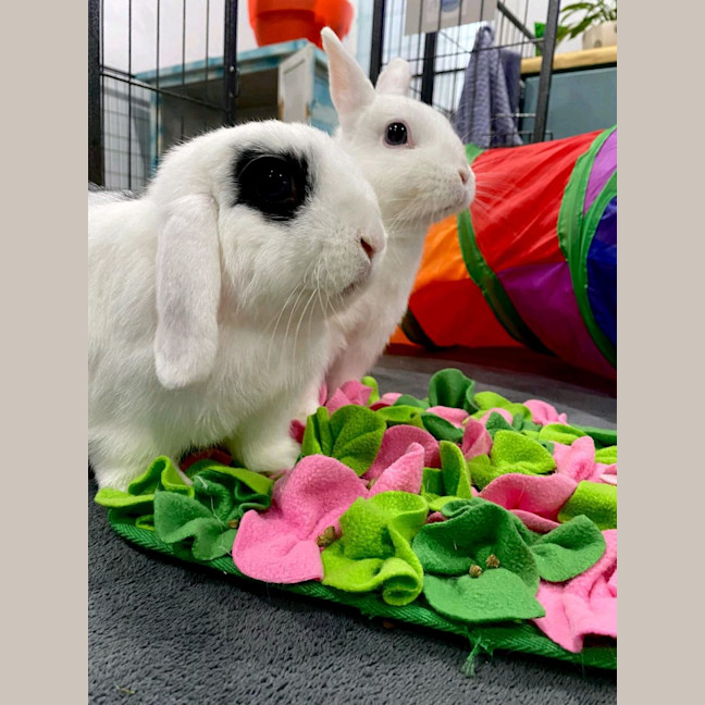 Photo of Blot (W Mini Luna)