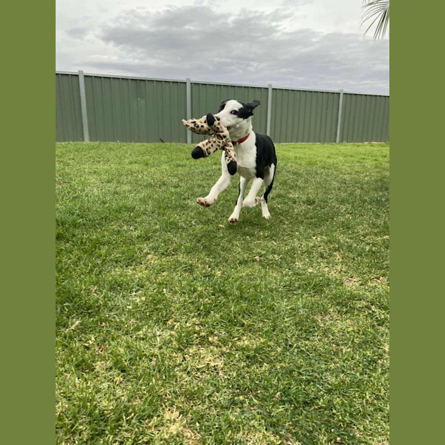 Photo of Gypsy