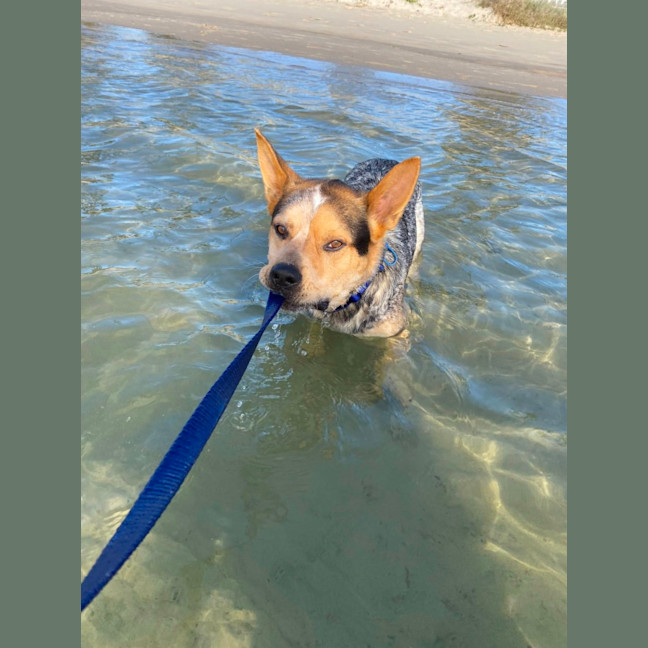 Photo of Oscar *$150 Adoption Fee*