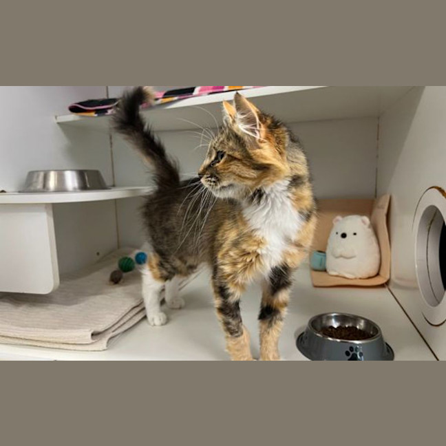 Photo of Tic Tac Torbie