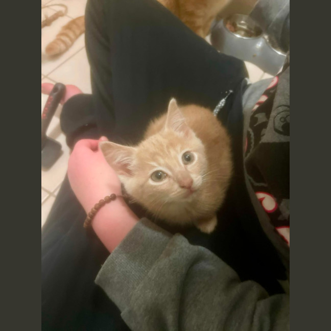 Photo of Hiccup
