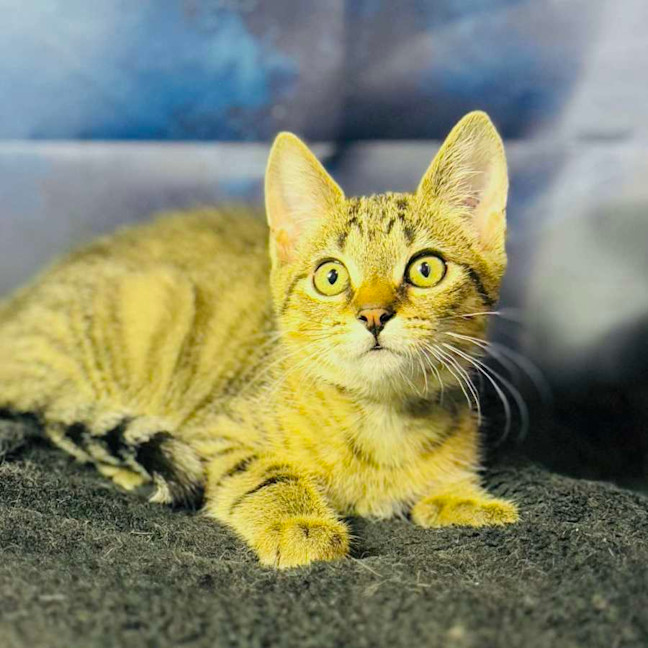 Photo of Anarchy   Located In Preston