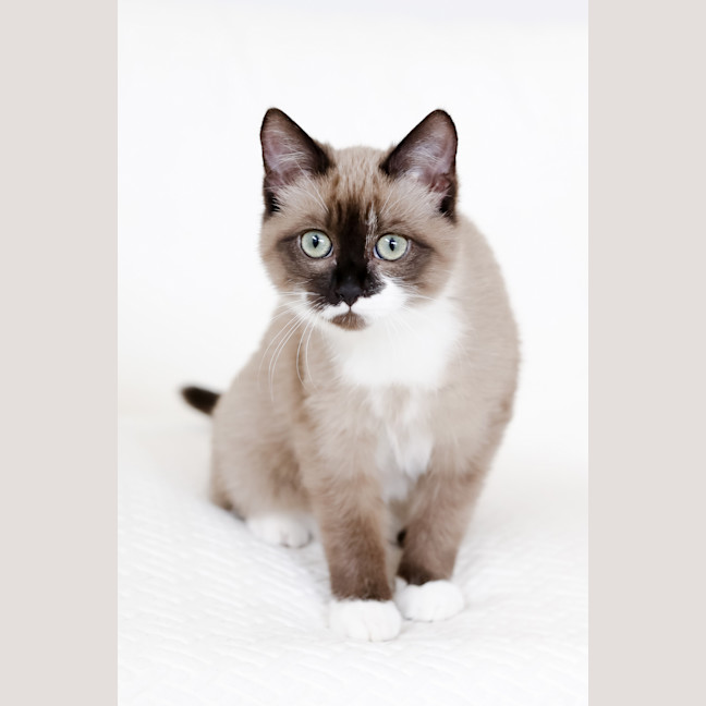 Photo of Miso