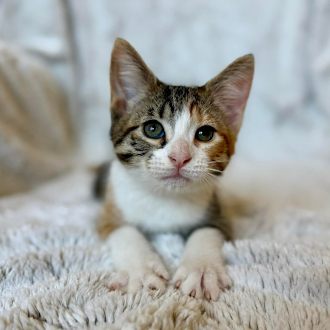 Photo of Mel C   On Display At Vets On Parker
