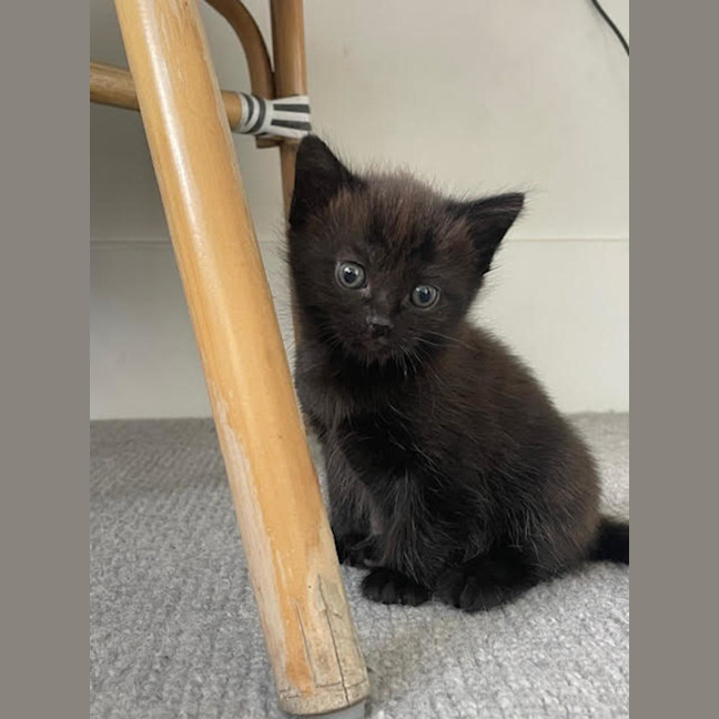 Photo of Pixie Belle