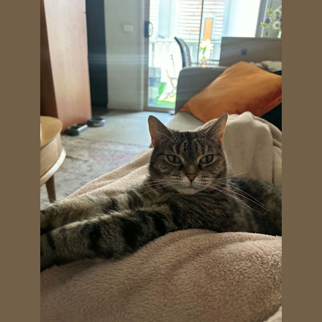 Photo of Birdie   In Foster Care In Richmond