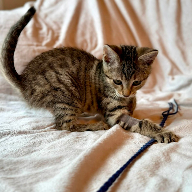 Photo of Muffin   In Foster Care In Fitzroy North