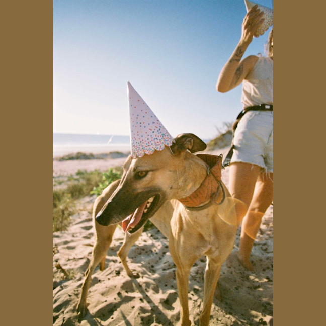 Photo of Greyhound   Atara   In Broome