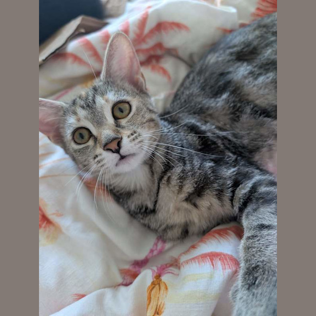 Photo of Valentine