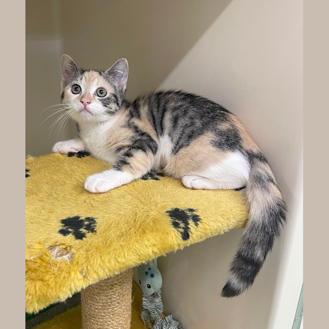 Photo of Tilly