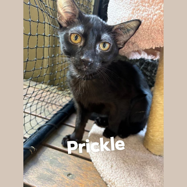 Photo of Prickle