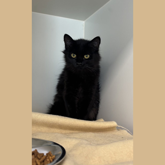 Photo of Crackle