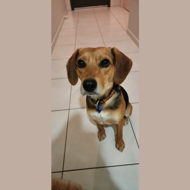 Photo of Bambi   15 Month Old Beagle X