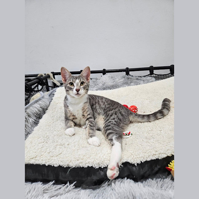 Photo of Mister