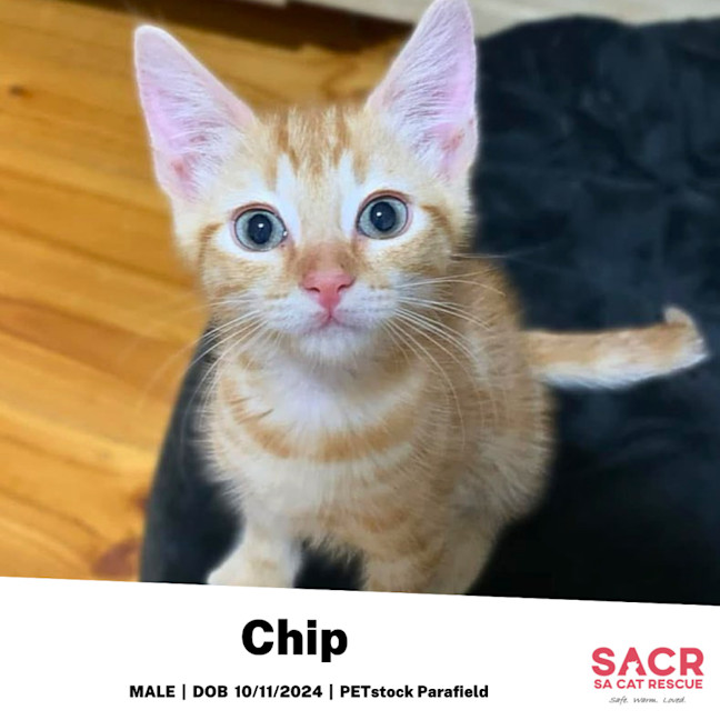 Photo of Chip
